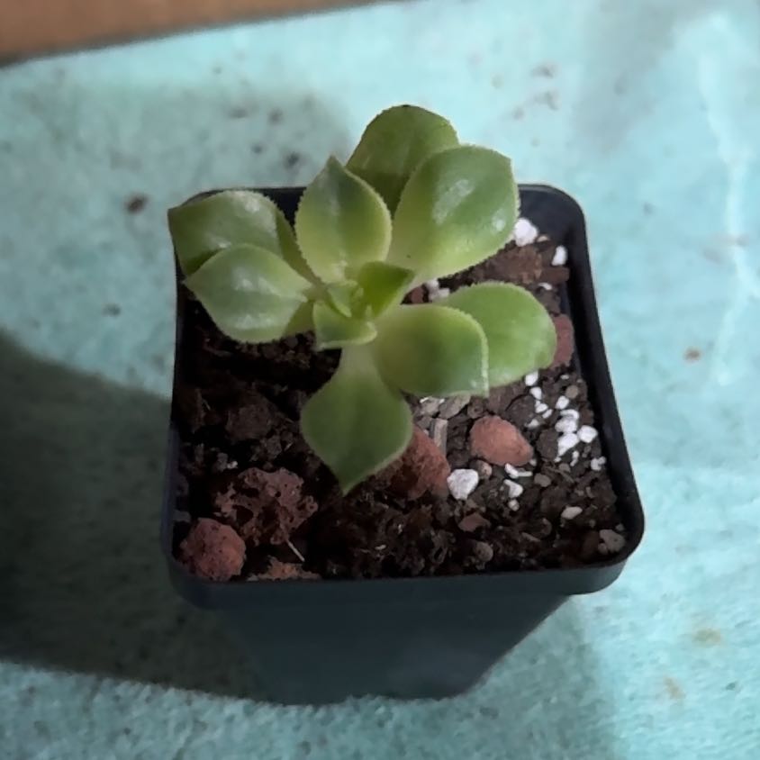 Photo of the plant species Kiwi Aeonium by @UpfrontIceplant named Jemaine on Greg, the plant care app