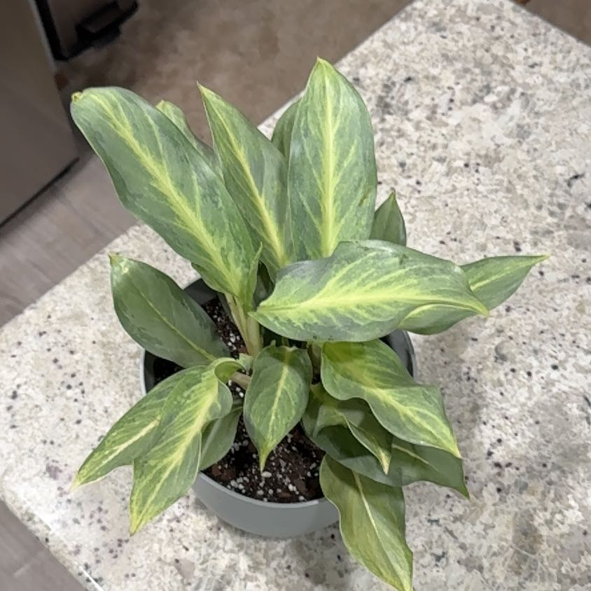 Photo of the plant species Aglaonema by @UpfrontIceplant named Figoro on Greg, the plant care app
