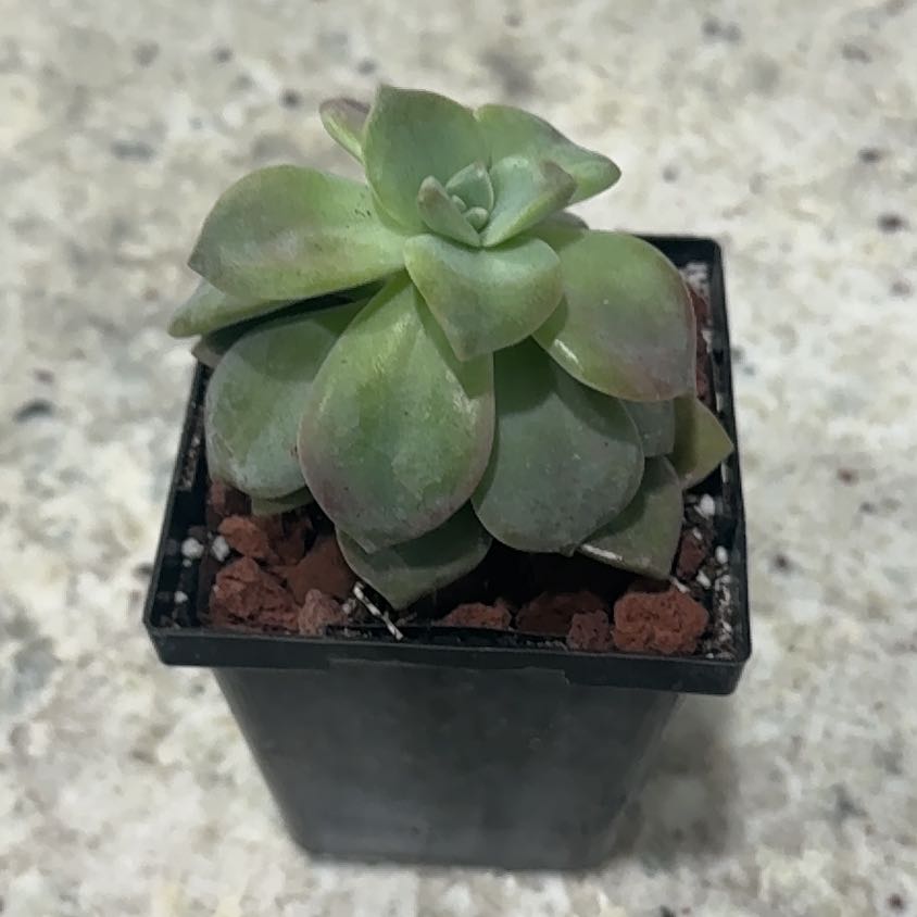 Photo of the plant species Echeveria Baby Face by @UpfrontIceplant named Joel on Greg, the plant care app
