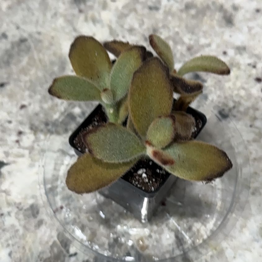 Photo of the plant species Kalanchoe 'Teddy Bear' by @UpfrontIceplant named Walt on Greg, the plant care app