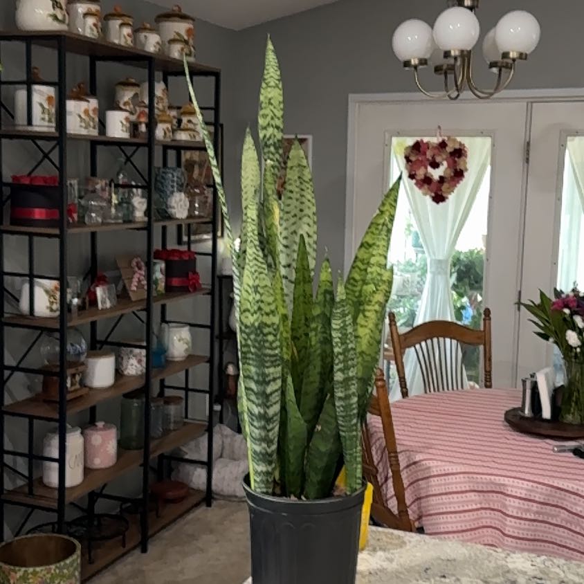 Photo of the plant species Snake Plant by @UpfrontIceplant named Anaconda on Greg, the plant care app