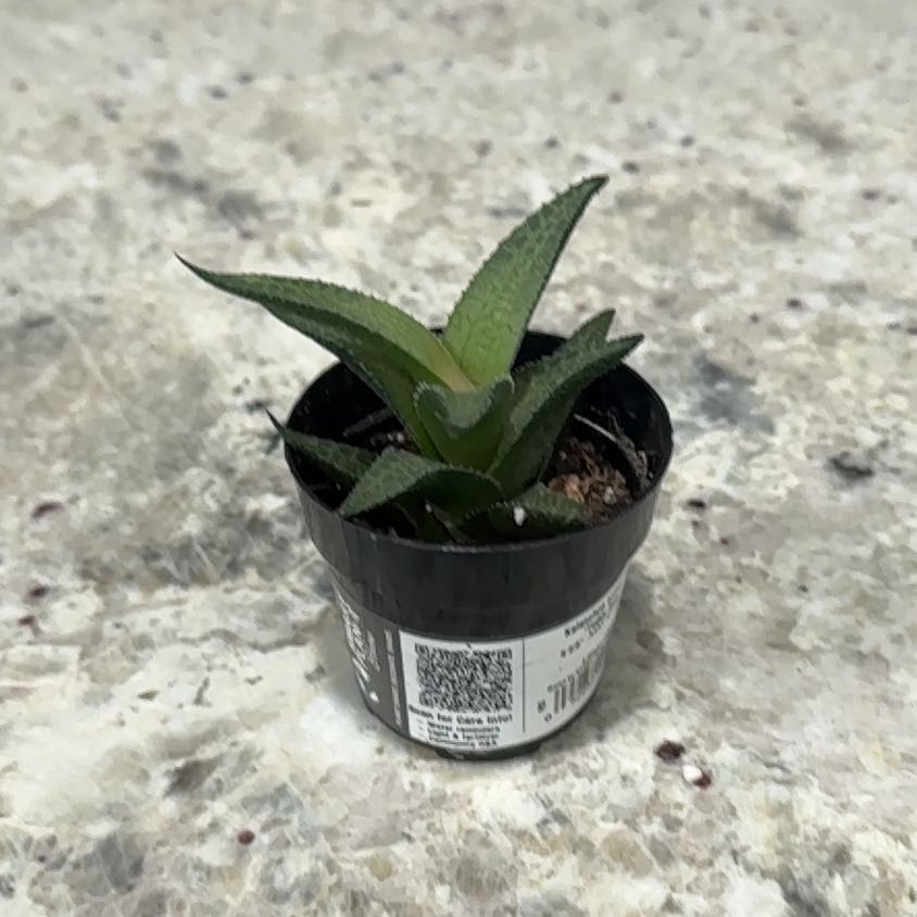 Photo of the plant species Haworthia tesselata by @UpfrontIceplant named Vera on Greg, the plant care app