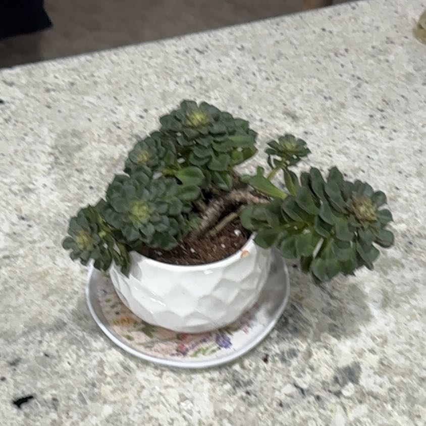 Photo of the plant species Echeveria 'Moranii' by @UpfrontIceplant named Bonsai on Greg, the plant care app