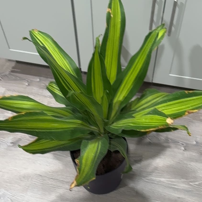 Photo of the plant species Dracaena 'Golden Heart' by @UpfrontIceplant named Jacob on Greg, the plant care app