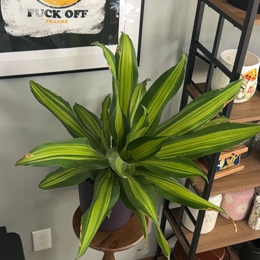 Photo of the plant species Dracaena 'Golden Heart' by @UpfrontIceplant named Edward on Greg, the plant care app