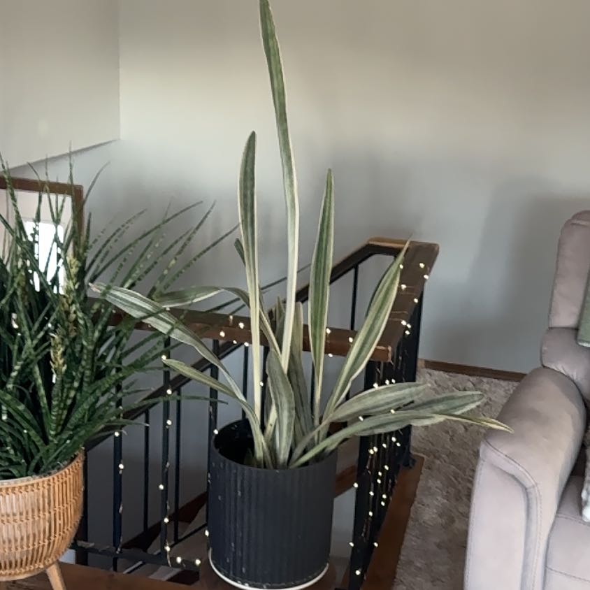 Photo of the plant species Snake Plant by @UpfrontIceplant named Aria on Greg, the plant care app