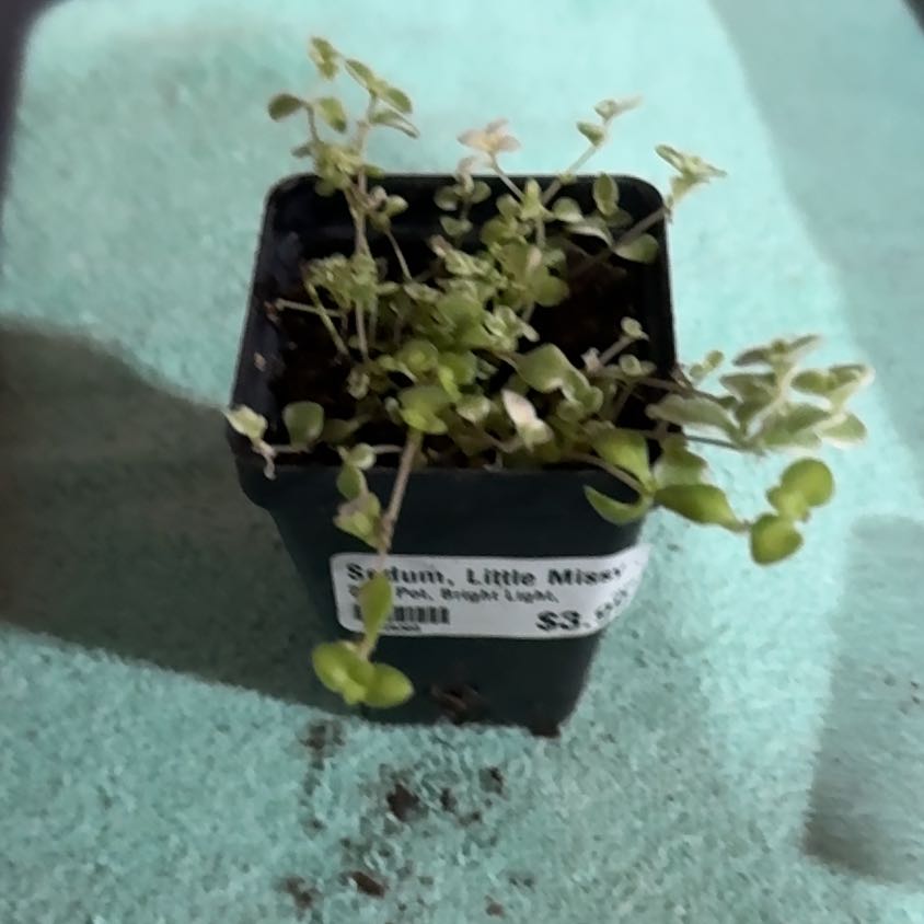 Photo of the plant species Sedum 'Little Missy' by @UpfrontIceplant named Aristotle on Greg, the plant care app