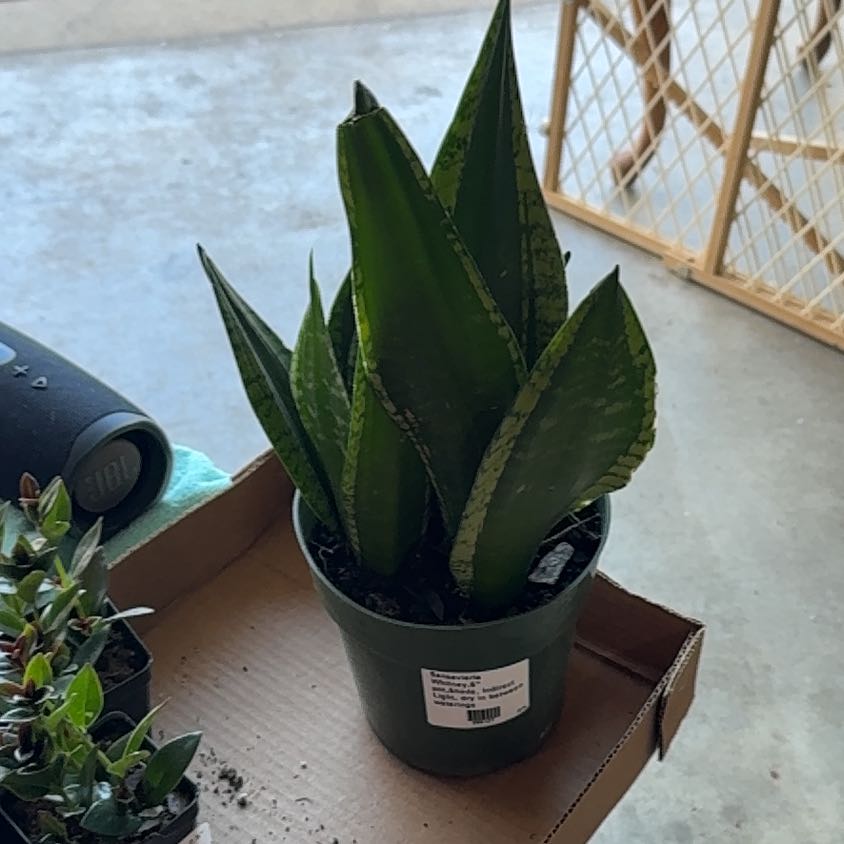 Photo of the plant species Sanseveria 'Whitney' by @UpfrontIceplant named Whitney on Greg, the plant care app