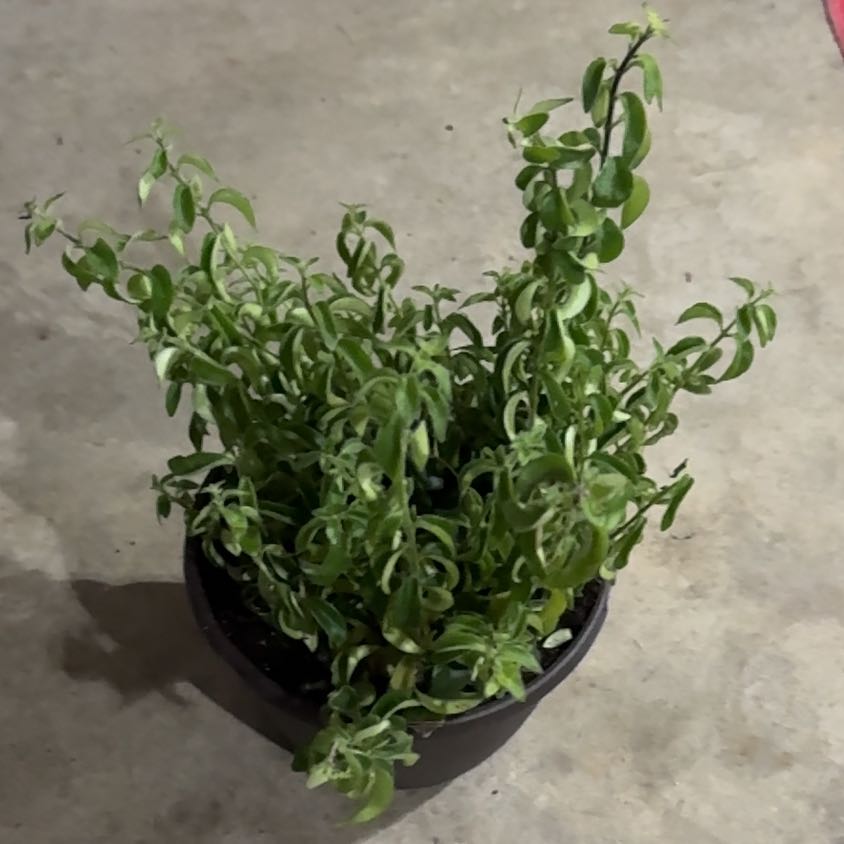 Photo of the plant species Twisted Lipstick Plant by @UpfrontIceplant named Wink on Greg, the plant care app