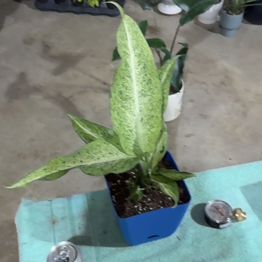 Photo of the plant species Dieffenbachia 'Camouflage' by @UpfrontIceplant named Mert on Greg, the plant care app