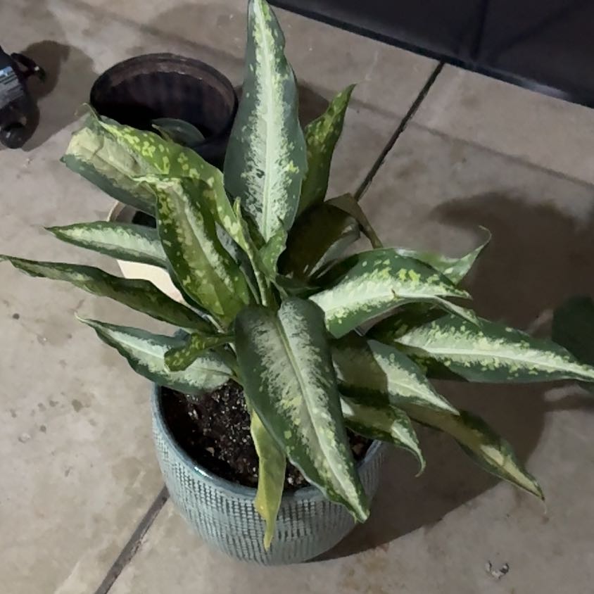 Photo of the plant species Dieffenbachia 'Panther' by @UpfrontIceplant named T’challa on Greg, the plant care app