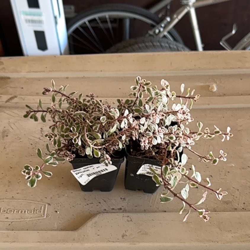 Photo of the plant species Tricolor Stonecrop by @UpfrontIceplant named Dale on Greg, the plant care app