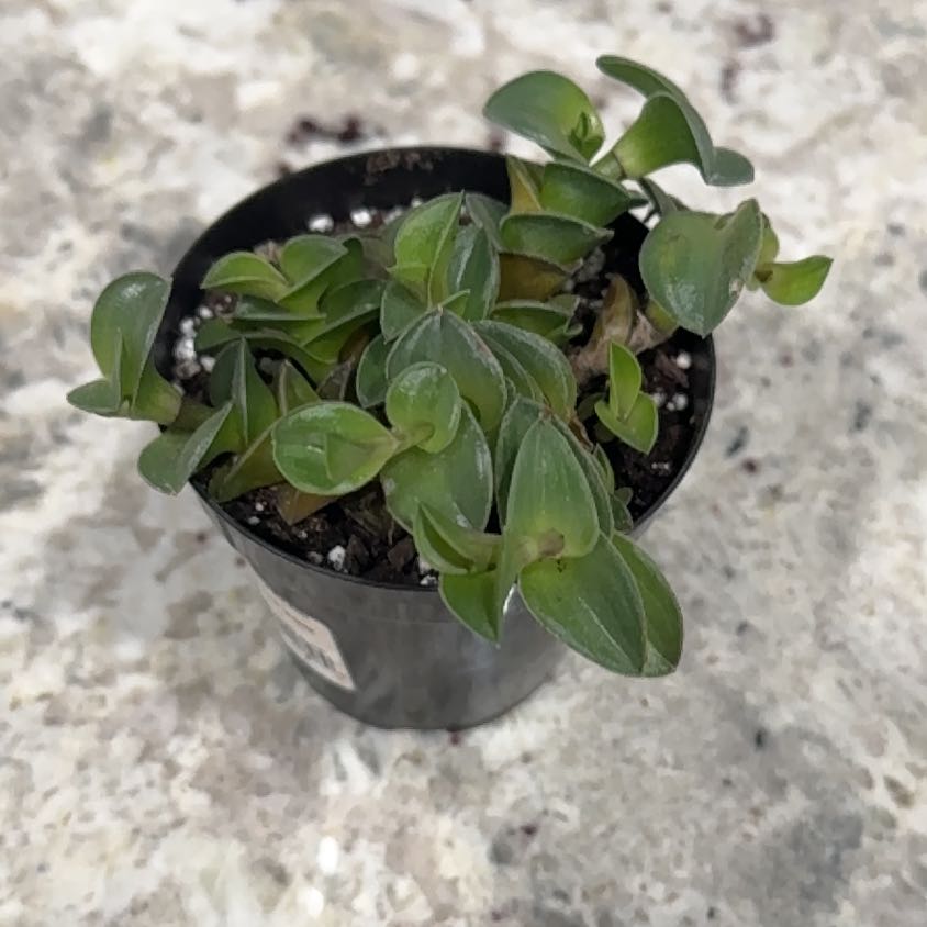 Photo of the plant species Chain Plant by @UpfrontIceplant named Curie on Greg, the plant care app