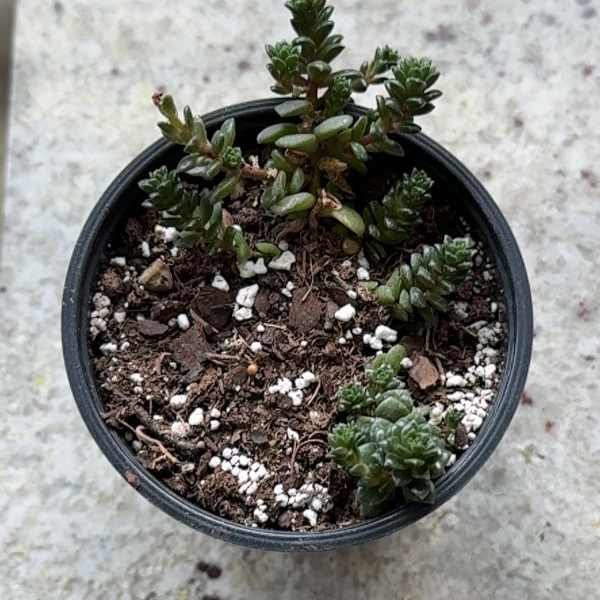 Photo of the plant species Cremnosedum 'Little Gem' by @UpfrontIceplant named Quincy on Greg, the plant care app