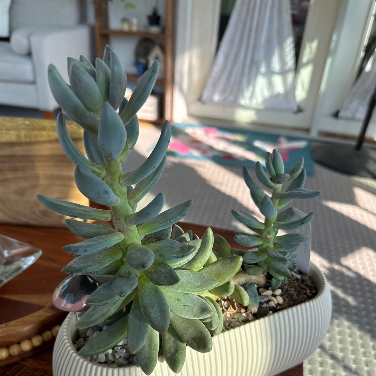 Photo of the plant species Echeveria Tolmanensis Dark Red by @UpfrontIceplant named Greg on Greg, the plant care app