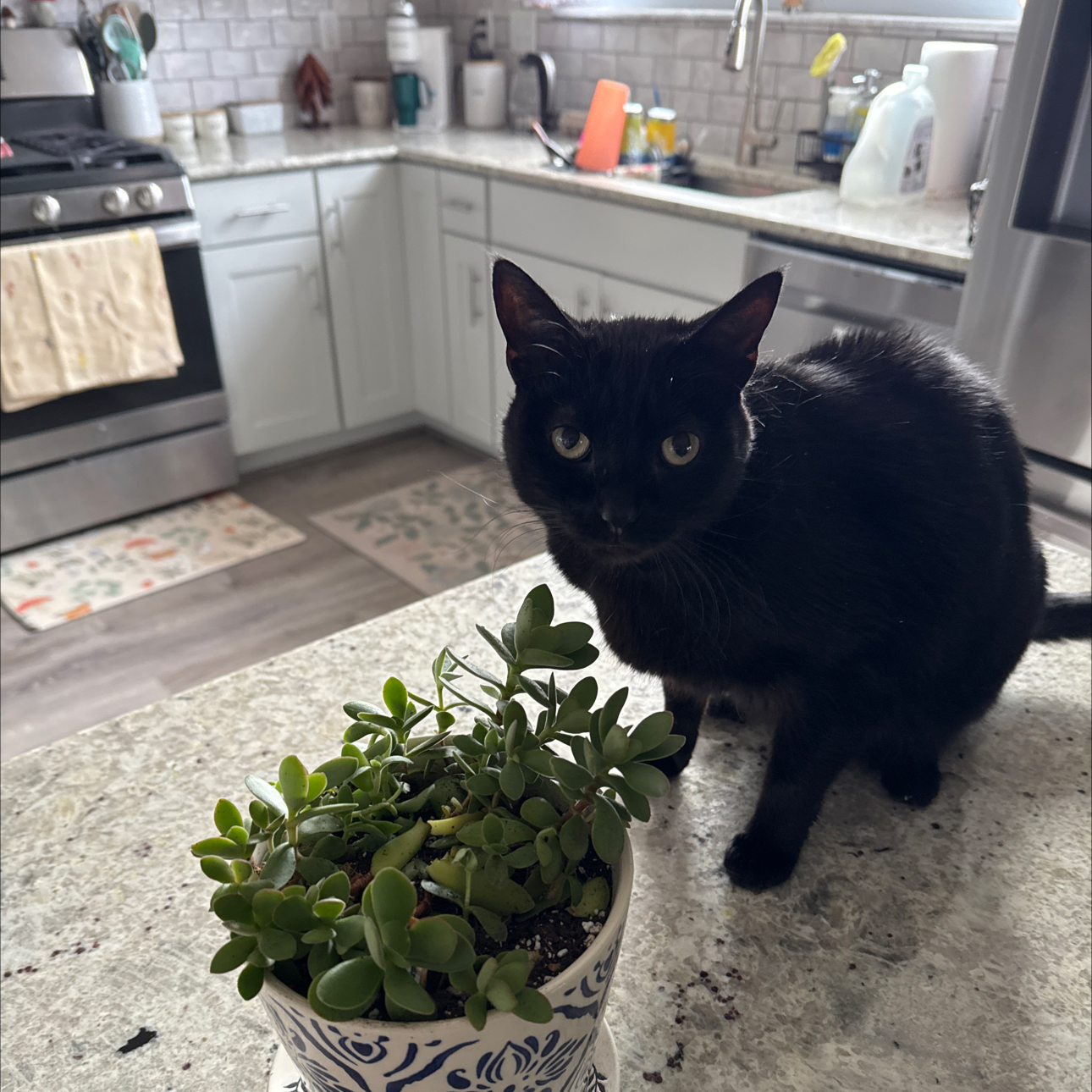 Photo of the plant species Crassula platyphylla 'Mini' by @UpfrontIceplant named Cruella on Greg, the plant care app