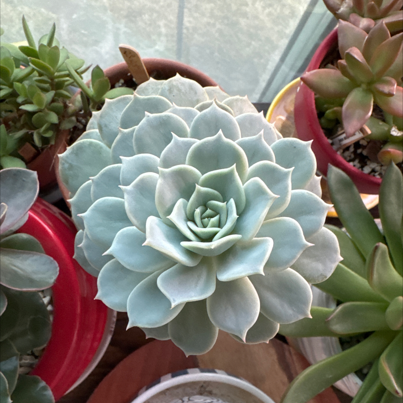 Photo of the plant species Echeveria Fury by @UpfrontIceplant named Mollie on Greg, the plant care app