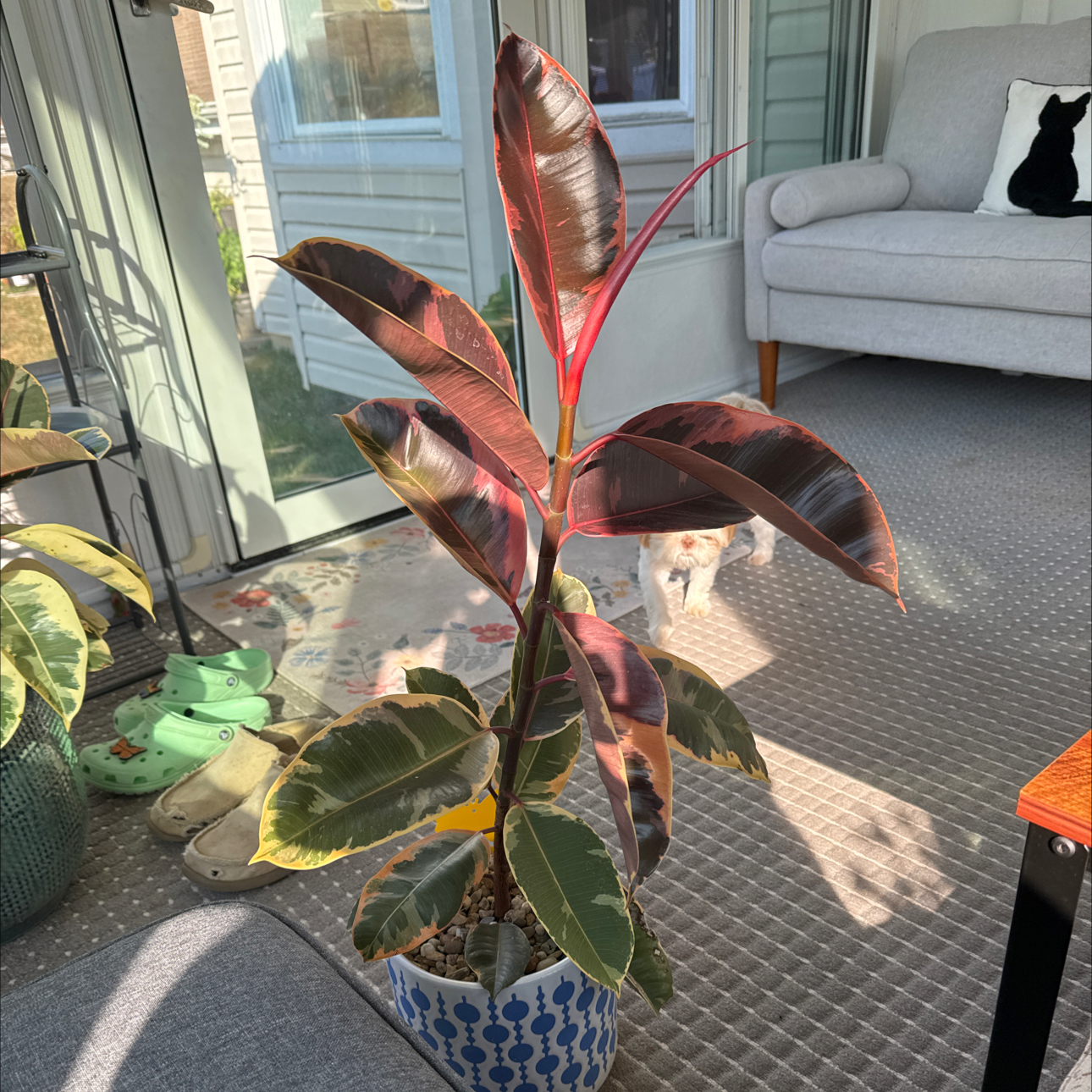 Photo of the plant species Rubber Plant by @UpfrontIceplant named Magnum on Greg, the plant care app