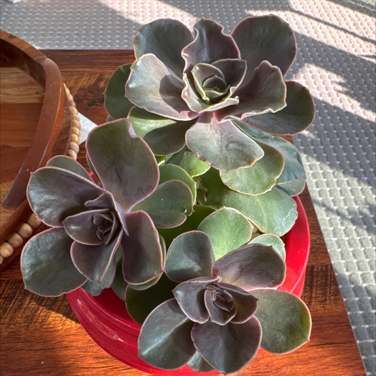 Photo of the plant species Echeveria 'Fireglow' by @UpfrontIceplant named Johnny blaze on Greg, the plant care app