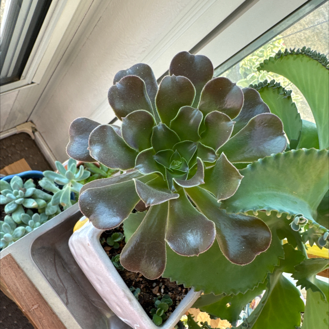 Photo of the plant species Velour Tree Aeonium by @UpfrontIceplant named Harry on Greg, the plant care app