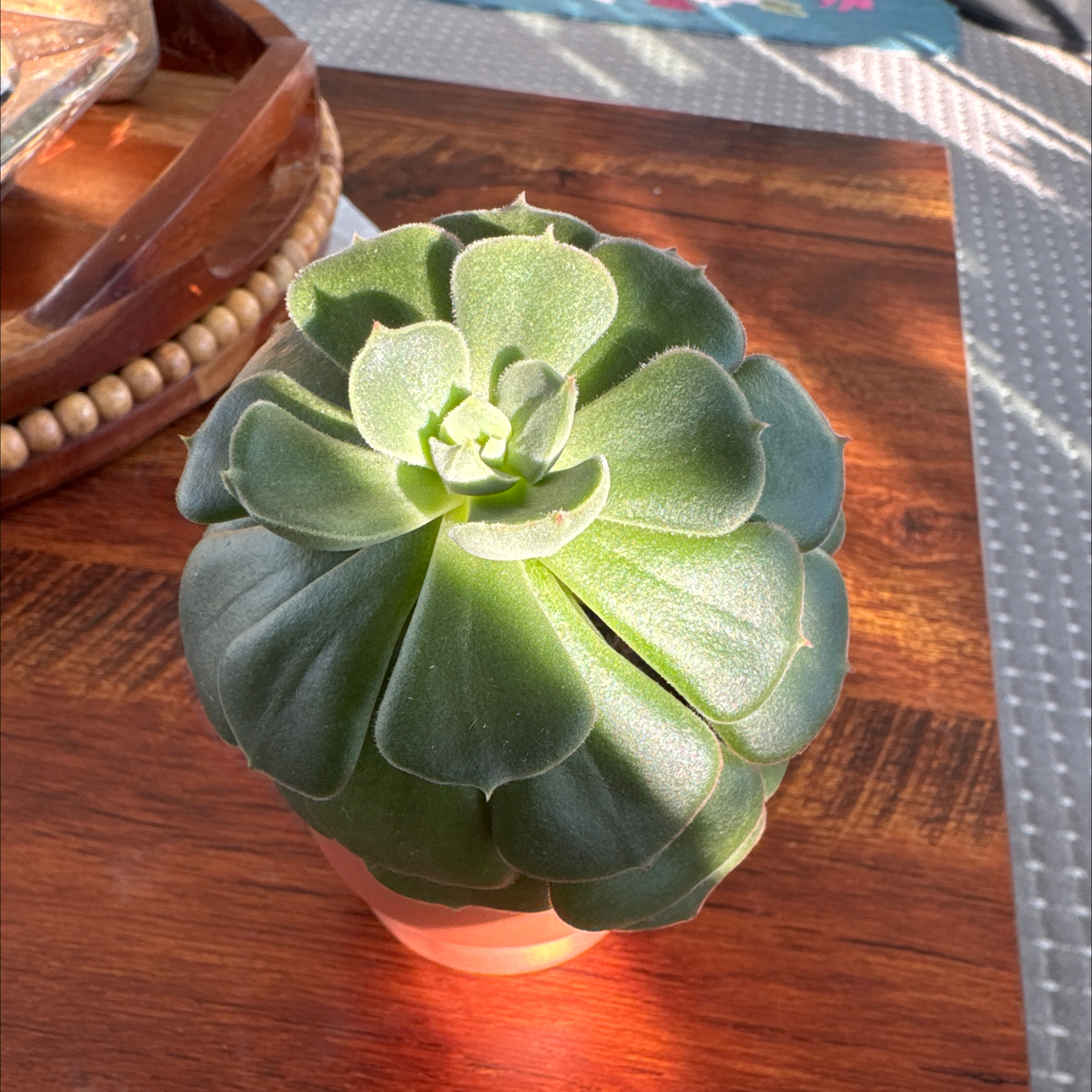 Photo of the plant species Echeveria 'Joan Daniel' by @UpfrontIceplant named Robert Plant on Greg, the plant care app