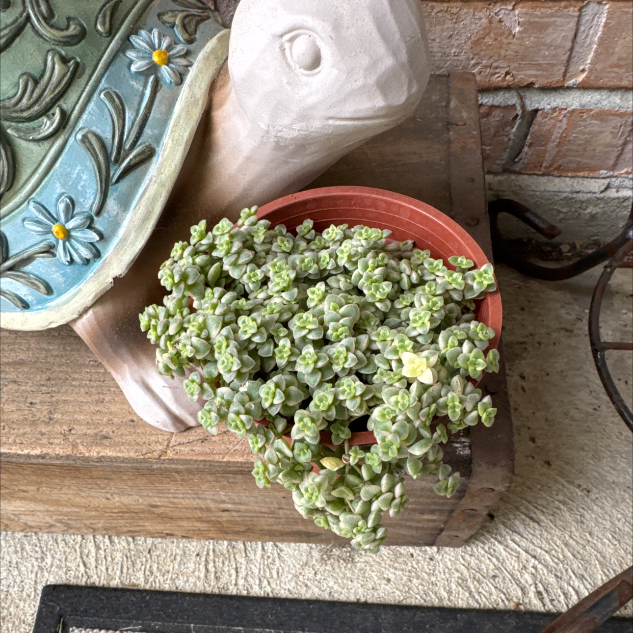 Photo of the plant species Crassula 'Petite Bicolor' by @UpfrontIceplant named Kristin on Greg, the plant care app