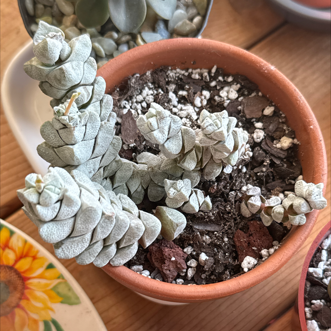 Photo of the plant species Crassula deceptor by @UpfrontIceplant named Megatron on Greg, the plant care app