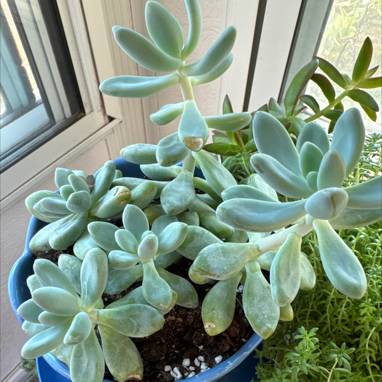 Photo of the plant species Blue Giant by @UpfrontIceplant named Andre on Greg, the plant care app