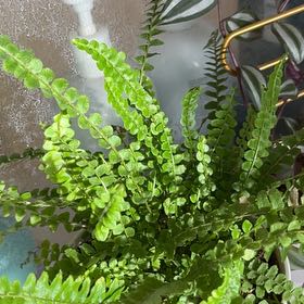 Plant care for Jesters Crown Fern on Greg, the plant care app