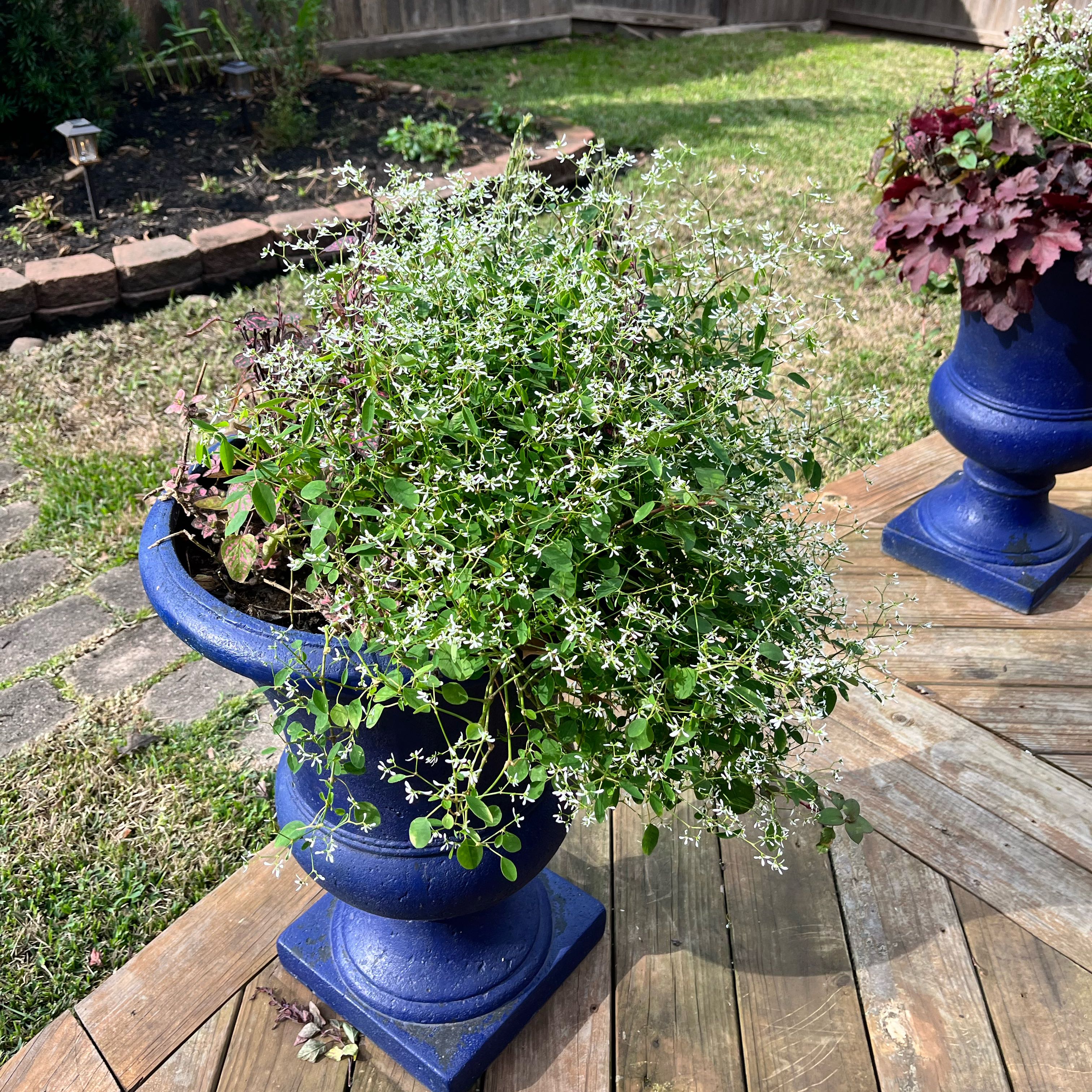 Photo of the plant species Diamond Snow Euphorbia by @WillinglyGollum named Prince on Greg, the plant care app