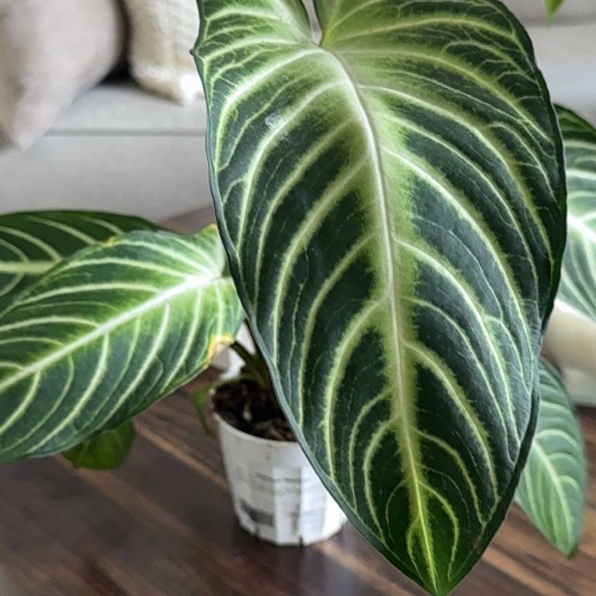 Photo of the plant species Caladium Iindenii by @WholeDodder named Walt on Greg, the plant care app