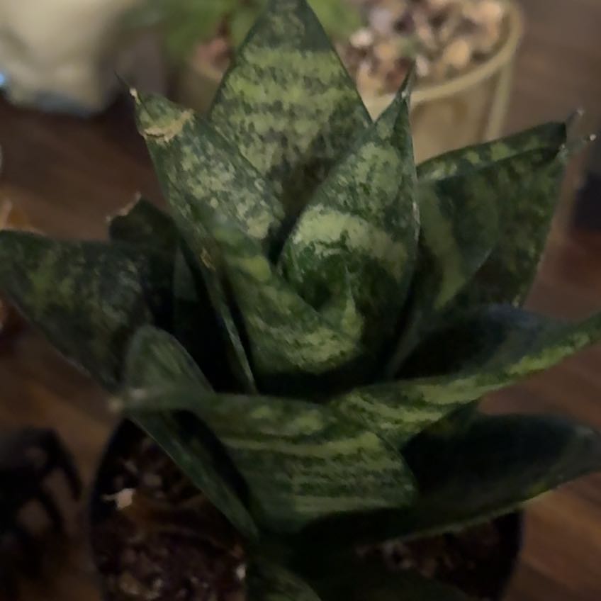 Photo of the plant species Snake Plant by @WholeDodder named Figyonce on Greg, the plant care app