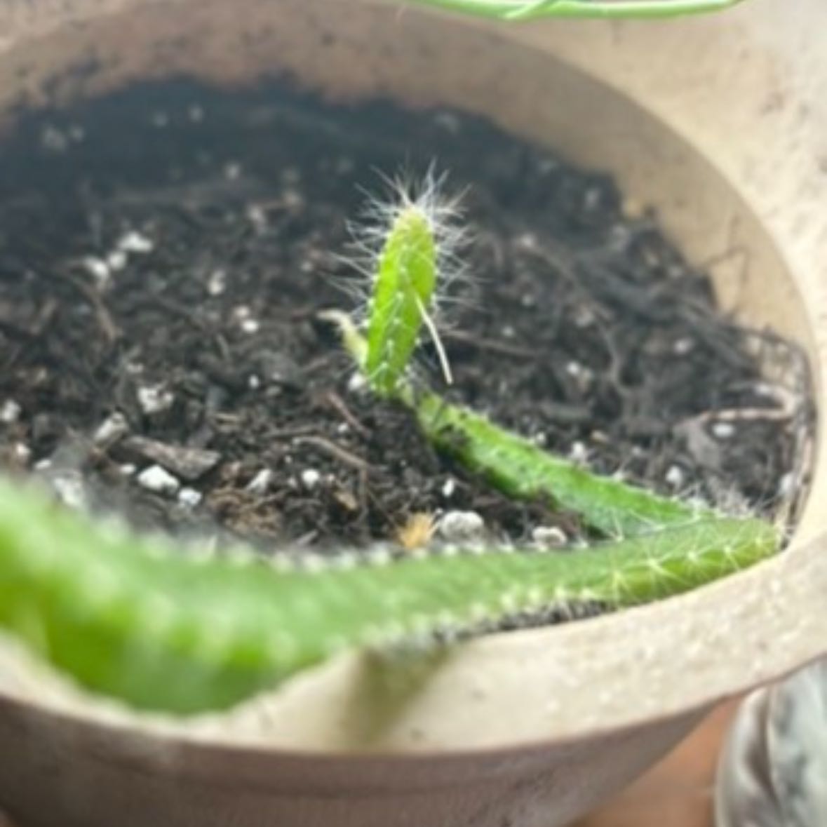 Photo of the plant species Yellow Dragon Fruit by @RealPlanty39 named Messi on Greg, the plant care app