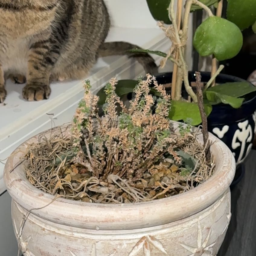 Photo of the plant species African Bonsai by @SinewyMitrealoe named rufus on Greg, the plant care app