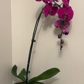 Photo of the plant species Swan Orchid by @BuffDevilsapple named Marley on Greg, the plant care app
