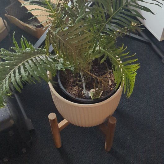 Photo of the plant species Silver Lady Fern by @ReverentFicus named Ferny on Greg, the plant care app