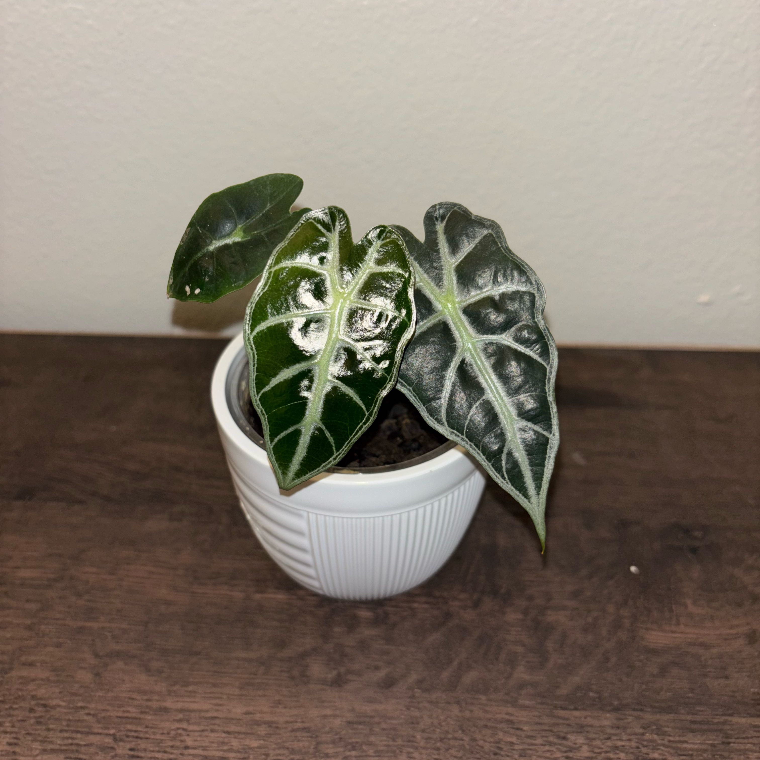 Photo of the plant species Alocasia 'Mandalay' by @burgerpants16 named Terra on Greg, the plant care app