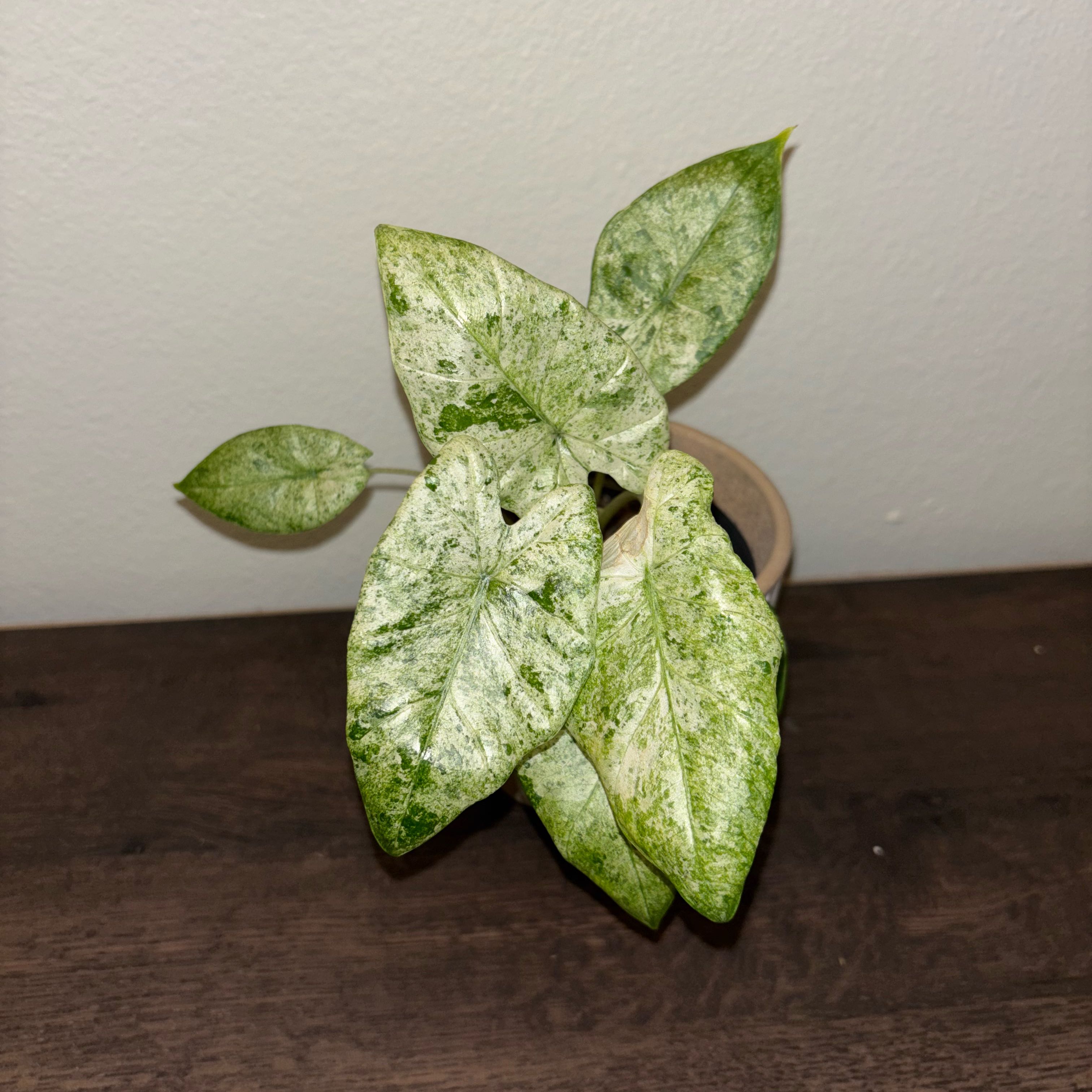 Photo of the plant species Alocasia Snow Odora Batik by @burgerpants16 named Diana on Greg, the plant care app