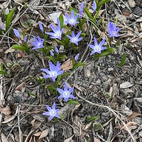 Photo of the plant species Forbes' Glory of the Snow by @HeritorCowpea named Doja Cat on Greg, the plant care app