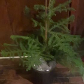 Photo of the plant species Palhinhaea Cernua by @SensibleDamiana named Denali on Greg, the plant care app