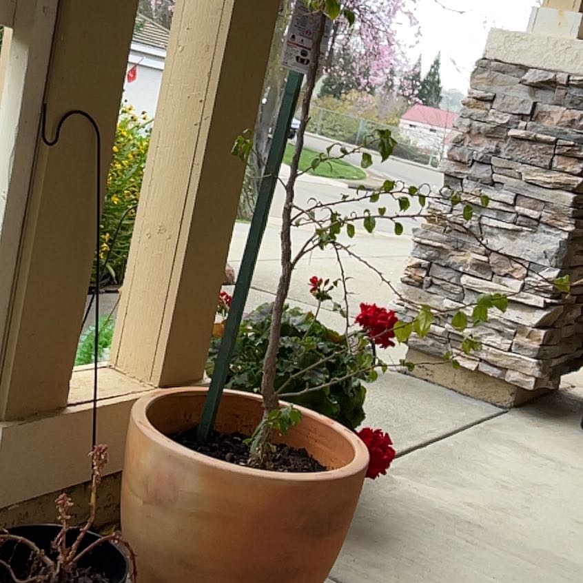 Photo of the plant species Bougainvillea x buttiana by @JudiciousOnion named Homer on Greg, the plant care app