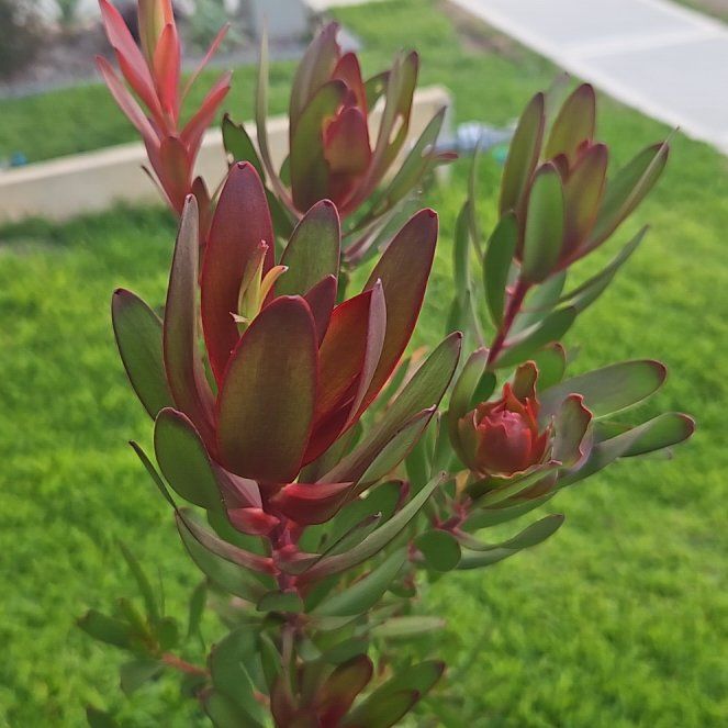 Photo of the plant species Leucadendron 'Safari Sunset' by @LordBucaneve81 named Drake on Greg, the plant care app