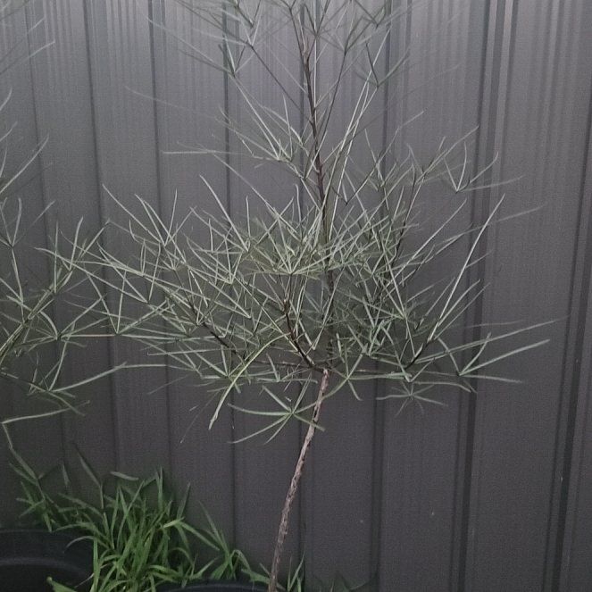 Photo of the plant species Madagascar Bottle Tree by @LordBucaneve81 named Rosa on Greg, the plant care app