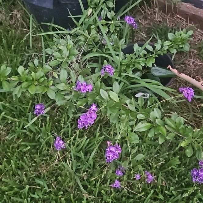 Photo of the plant species Duranta 'Geisha Girl' by @LordBucaneve81 named Bieber on Greg, the plant care app