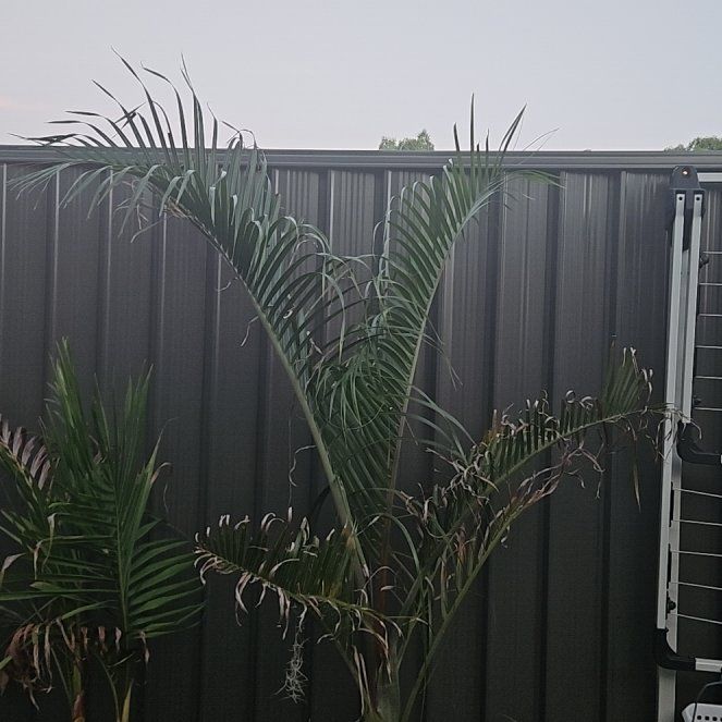 Photo of the plant species Triangle Palm by @LordBucaneve81 named Muhammad Ali on Greg, the plant care app