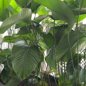 Photo of the plant species Sweet Prayer Plant by @ManyLuckystripe named Wall-E on Greg, the plant care app