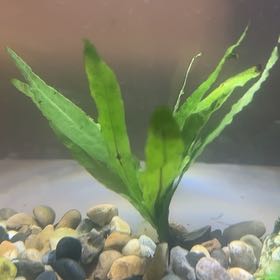 Photo of the plant species Java Fern 'Tropica' by @HeroineRedcap17 named Messi on Greg, the plant care app