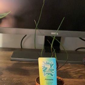 Photo of the plant species Flying Squid by @ScholarlyWorm16 named Elina on Greg, the plant care app