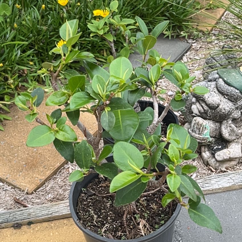 Photo of the plant species Port Jackson Fig by @ElderRedbetel75 named Jackson4 on Greg, the plant care app