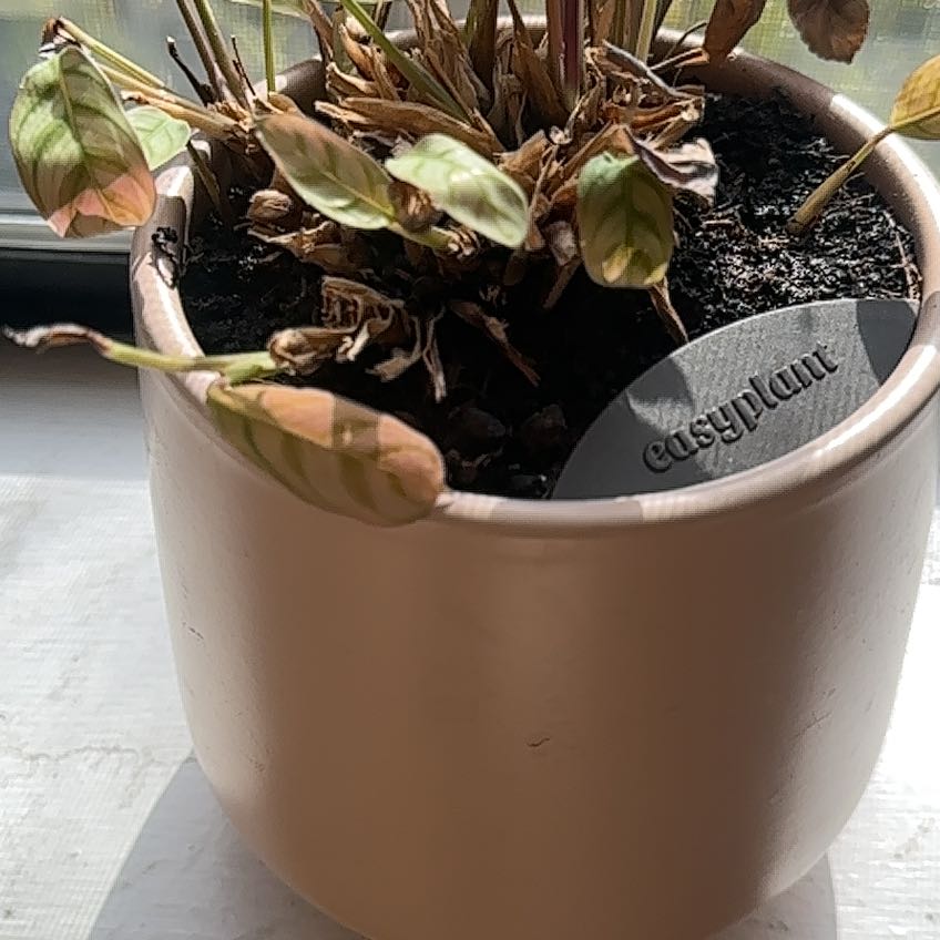 Photo of the plant species Calathea burle-marxii by @BabyMaypop named Apollo on Greg, the plant care app